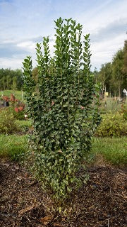 Ligustrum Vulgare Straight Talk 'Swift' (Straight Talk Privet)